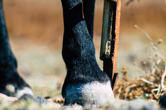 Co wzmacnia kopyta konia?