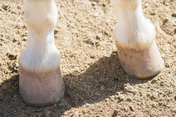 Jakie zioła na kopyta?