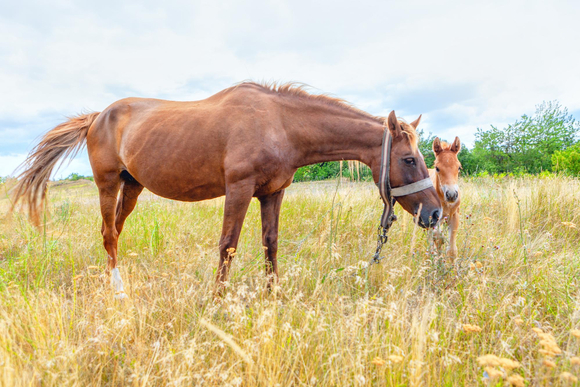 Czego nie może jeść koń z wrzodami?