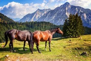 Co daje witamina C koniom? Korzyści i wpływ na zdrowie