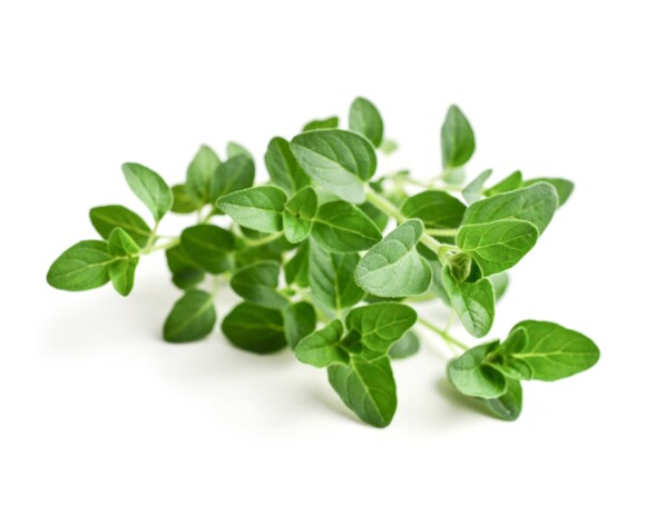 Oregano <br>EQUIHERBS